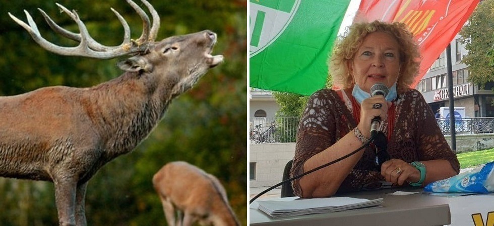 Troppi cervi nel Parco nazionale dello Stelvio?